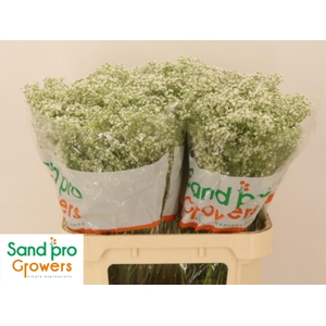 GYPS PA PEARL PETITE