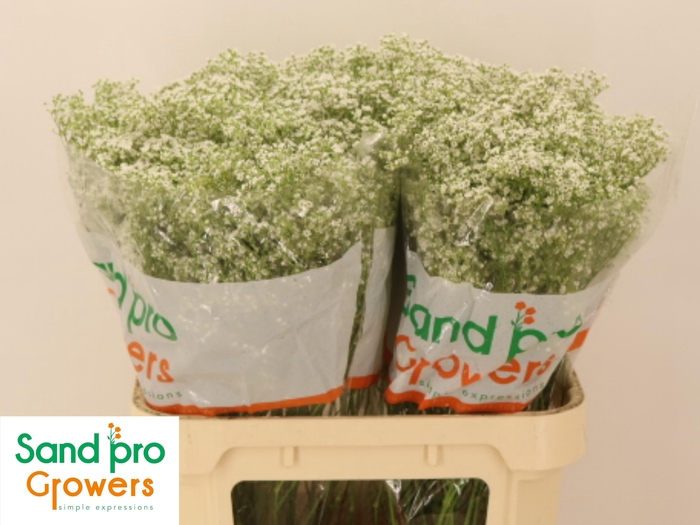 <h4>GYPS PA PEARL PETITE</h4>