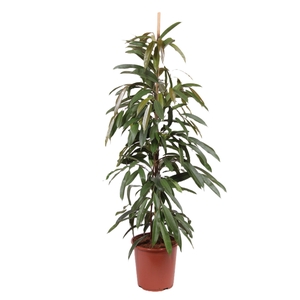 Ficus Amstel King