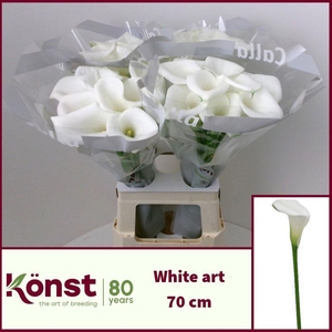 Zantedeschia white art