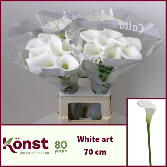 <h4>Zantedeschia white art</h4>