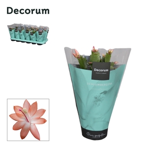 Schlumbergera - 9 cm - Orange (Christa) met hoes - Decorum