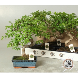 BONSAI GEM