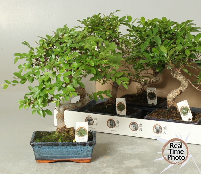 <h4>BONSAI GEM</h4>