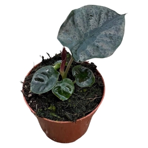Alocasia Overig Black Magic