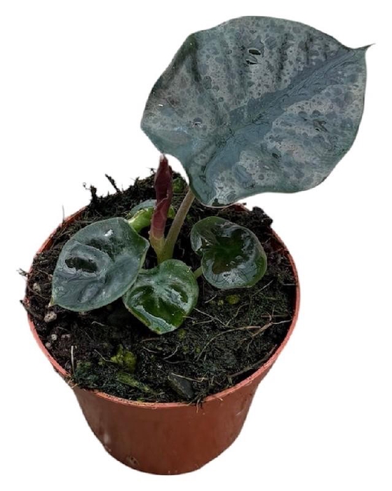 <h4>Alocasia Overig Black Magic</h4>