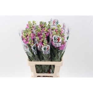 Matth Iron Deep Pink