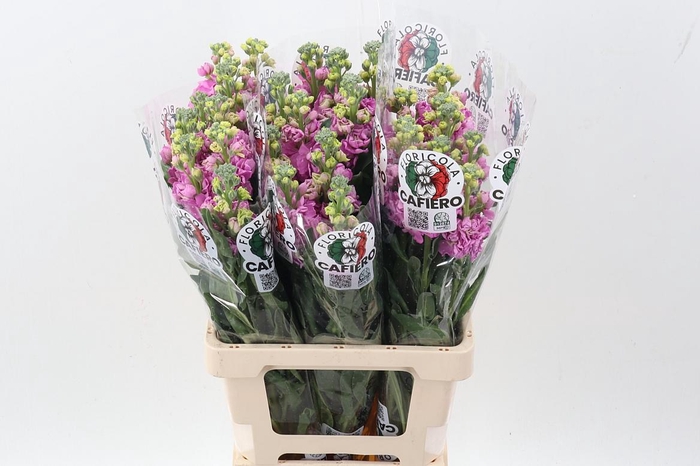 <h4>Matth Iron Deep Pink</h4>