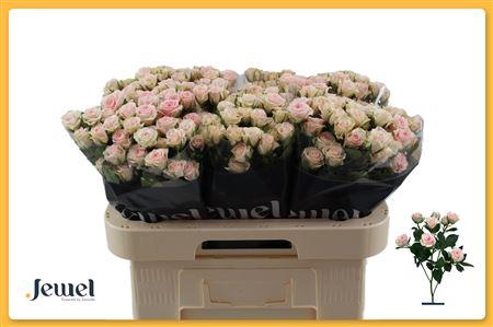 <h4>R Tr Severina Water</h4>