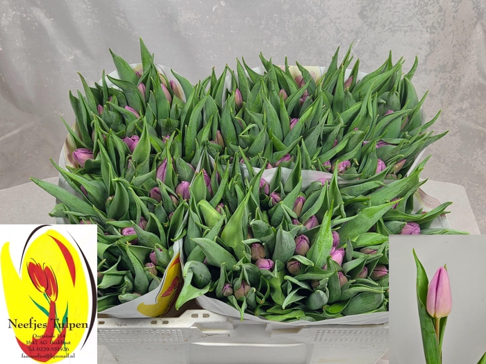 <h4>TU EN CANDY PRINCE</h4>