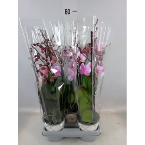 Phalaenopsis  'Ant Roskilde'