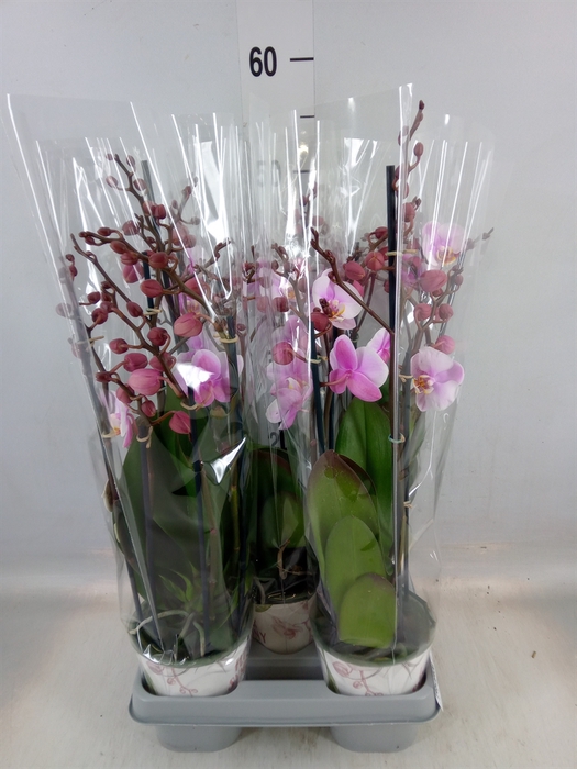 <h4>Phalaenopsis  'Ant Roskilde'</h4>