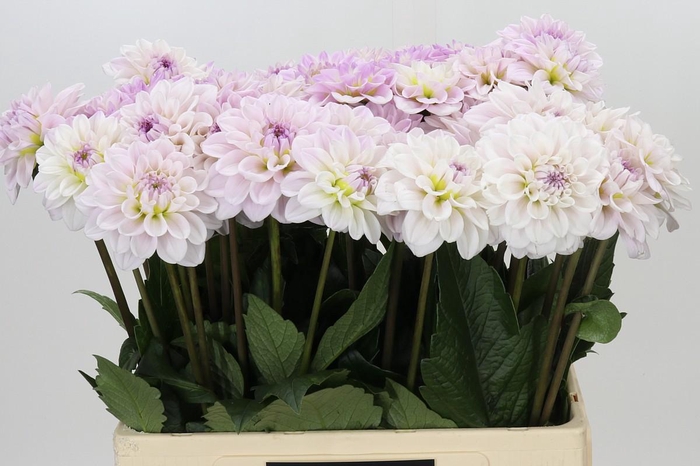 <h4>Dahlia Cayen</h4>