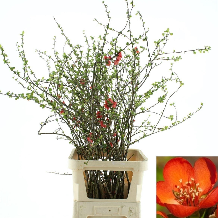 <h4>CHAENOMELES OV</h4>