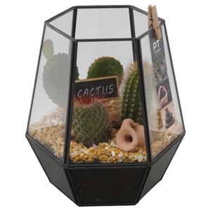 PTCT3803 Arrangementen Cactus