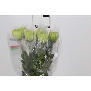 ANASTASIA DARK GREEN 080 CM VERDE