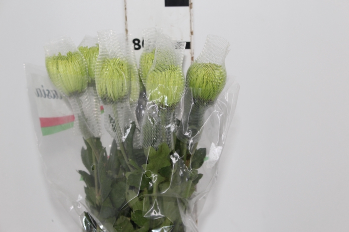 <h4>ANASTASIA DARK GREEN 080 CM VERDE</h4>