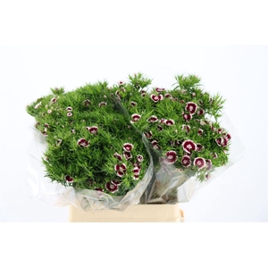 Di Barb Breanthus Roi Bicolor Red White