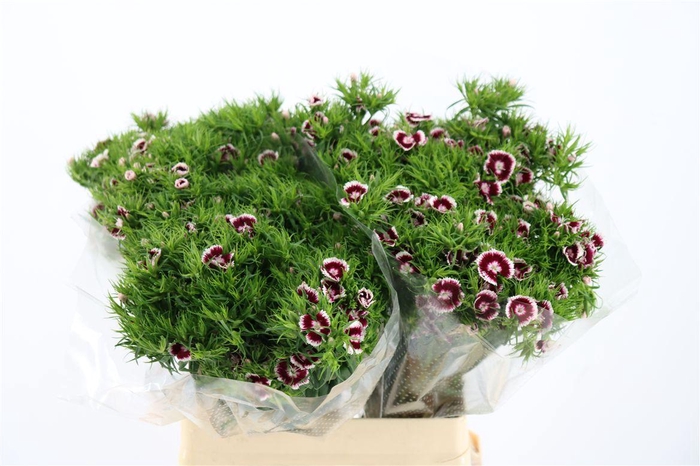 <h4>Di Barb Breanthus Roi Bicolor Red White</h4>