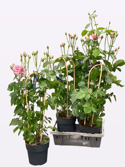 <h4>Rosa Fl Lovly Select</h4>