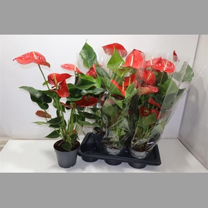 Anthu An Bambino Red