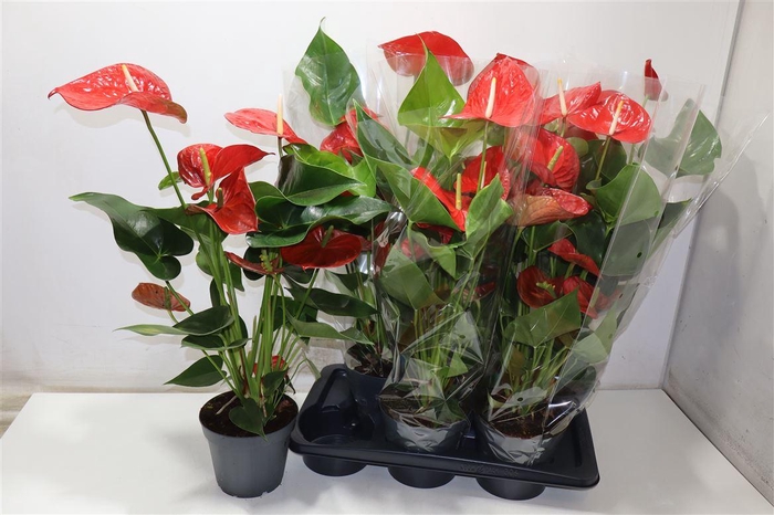 <h4>Anthu An Bambino Red</h4>