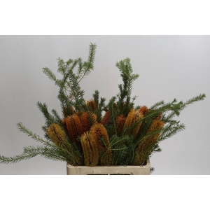 Banksia Ericifolia