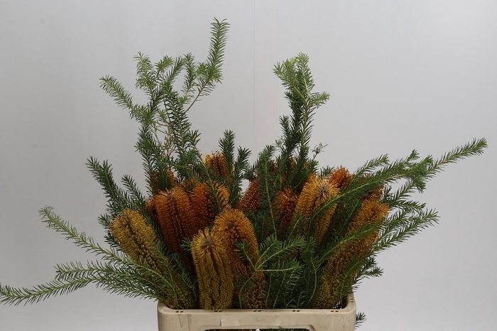 <h4>Banksia Ericifolia</h4>