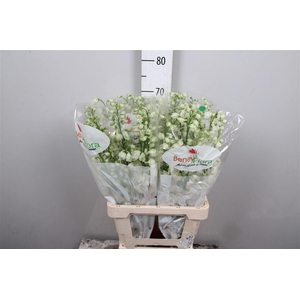Delph Du Guard White