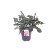 Dahlia hybr. Collection mix