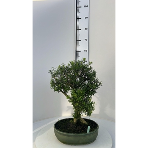 buxus harlandii, pot 30cm, with drip tray (single item)