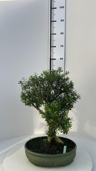 <h4>buxus harlandii, pot 30cm, with drip tray (single item)</h4>