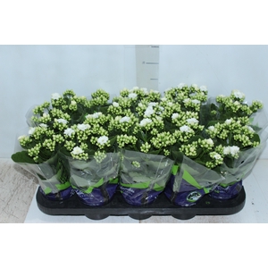 KALANCHOE DOBRADO P11 BRANCO