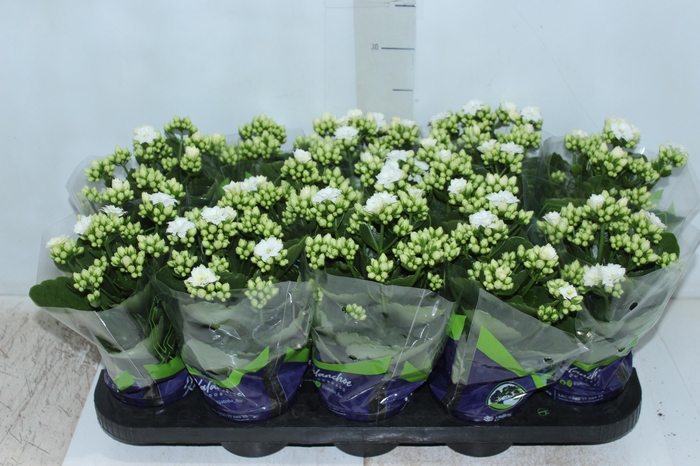 <h4>KALANCHOE DOBRADO P11 BRANCO</h4>