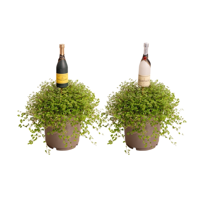 <h4>Soleirolia soleirolii 12 cm met nieuwjaars steker</h4>