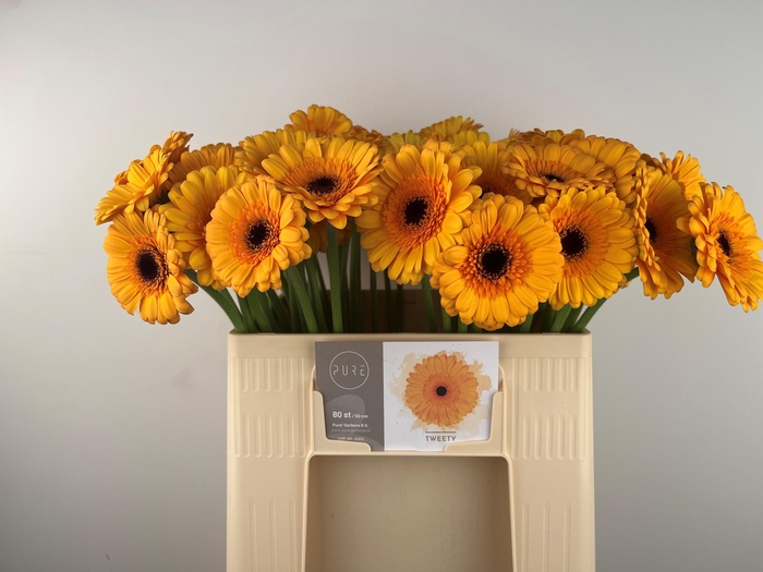 <h4>GE MI TWEETY</h4>