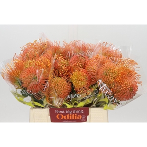 Nutans Cordifolium