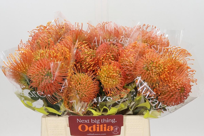 <h4>Nutans Cordifolium</h4>