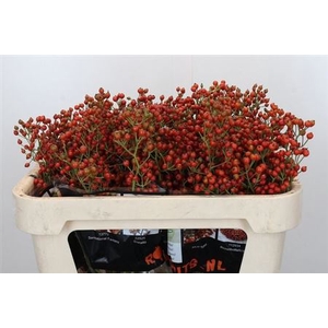 Rosa Aut Rosefruits Rd 70cm