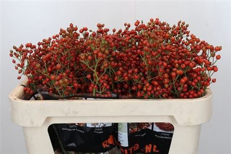 <h4>Rosa Aut Rosefruits Rd 70cm</h4>