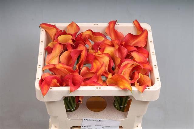 <h4>Calla Callista</h4>
