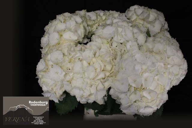 <h4>HYDR M CH WHI VERENA</h4>