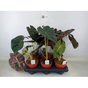 Alocasia   ...