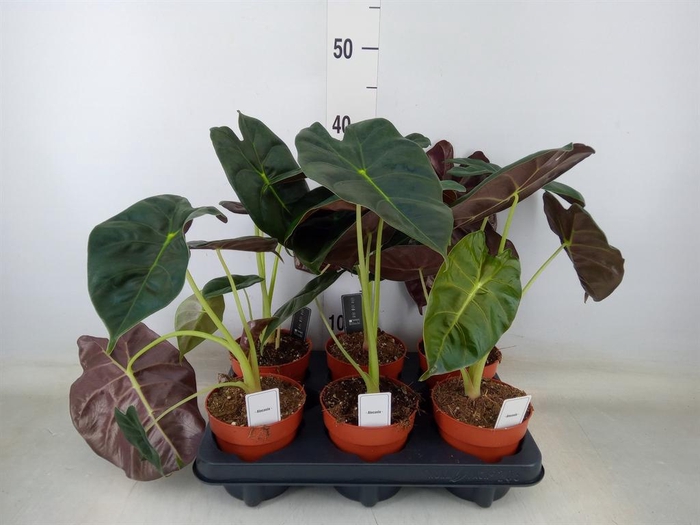 <h4>Alocasia   ...</h4>