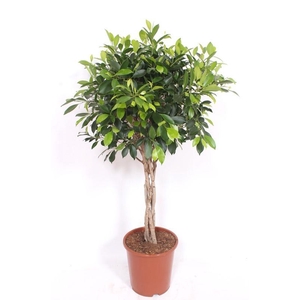 Ficus Nitida Stam Gevlochten