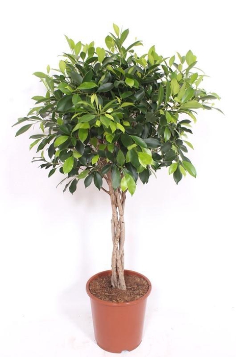 <h4>Ficus Nitida Stam Gevlochten</h4>