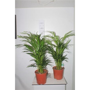 Dypsis Lutescens 25pp