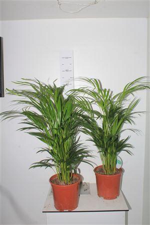 <h4>Dypsis Lutescens 25pp</h4>