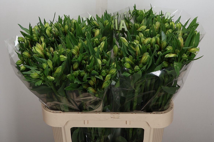 <h4>Alstroemeria  'White Swan'</h4>