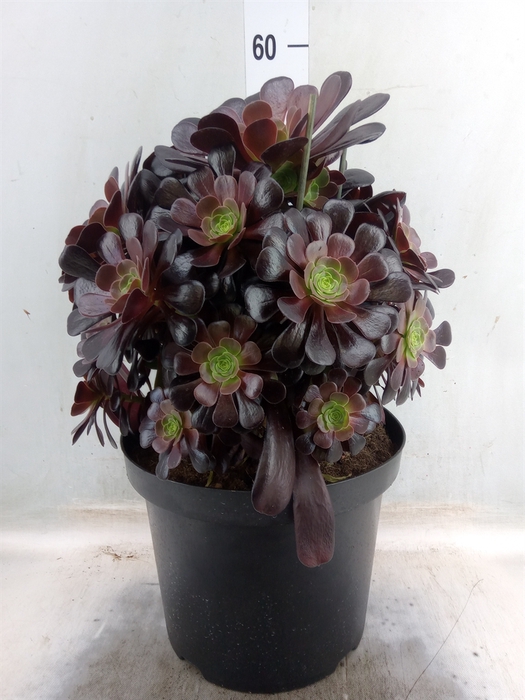 <h4>Aeonium arboreum 'Velours'</h4>